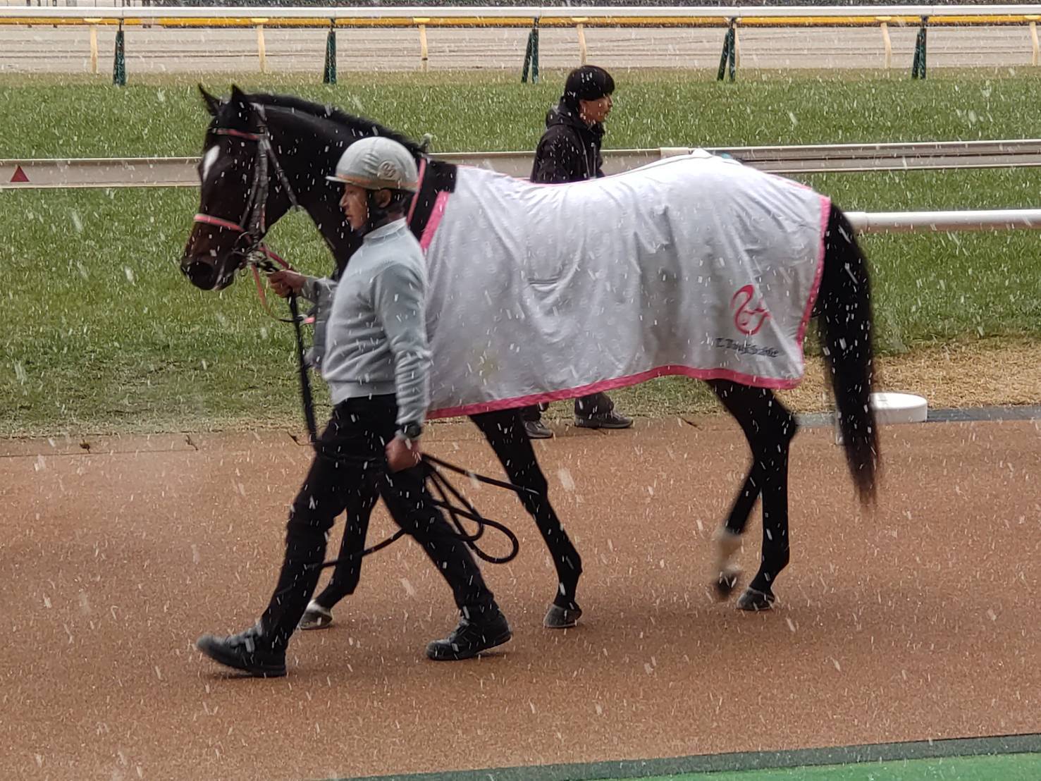 あなたが現在見ているのは 【勝利馬情報】ベルウッドクレド(2026.2.7)